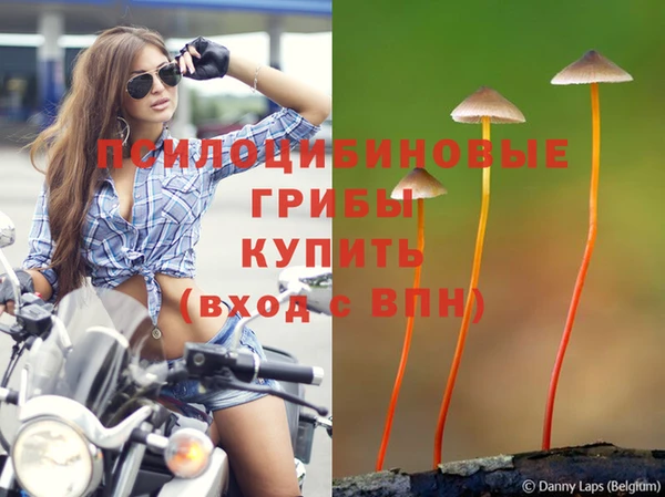 шишки Алексин